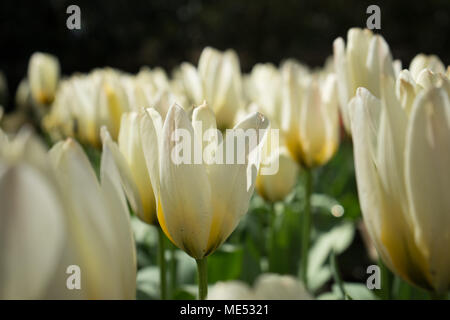 White tulip flower with a blurred background in Lisse, Netherlands, Europe on a bright summer day Stock Photo