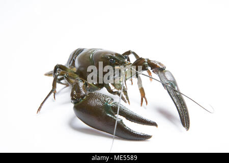 A live American signal crayfish Pacifastacus leniusculus on a white background. Dorset England UK. The American signal crayfish is classed as an invas Stock Photo