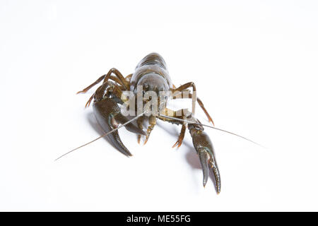 A live American signal crayfish Pacifastacus leniusculus on a white background. Dorset England UK. The American signal crayfish is classed as an invas Stock Photo