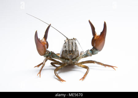 A live American signal crayfish Pacifastacus leniusculus on a white background. Dorset England UK. The American signal crayfish is classed as an invas Stock Photo