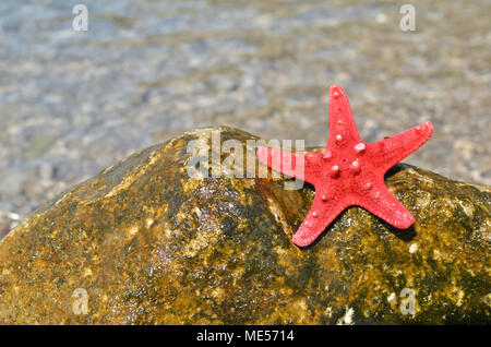 Red sea star on a sea rock covered with moss with a sea water in a background Stock Photo