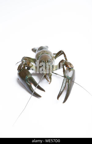 A live American signal crayfish Pacifastacus leniusculus on a white background. Dorset England UK. The American signal crayfish is classed as an invas Stock Photo