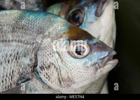 Black seabream (Spondyliosoma cantharus). Fish of the Canary Islands ...