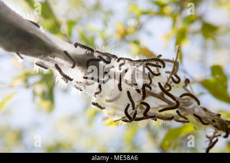 Small eggar caterpillars Eriogaster lanestris in their larval web in a hedgerow. North Dorset England UK GB Stock Photo