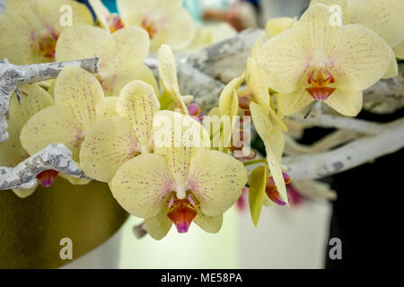 White Orchids in a garden in Lisse, Netherlands, Europe on a bright summer day Stock Photo