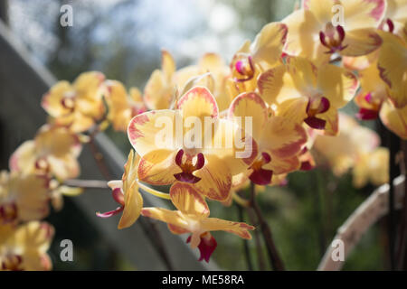 White Orchids in a garden in Lisse, Netherlands, Europe on a bright summer day Stock Photo
