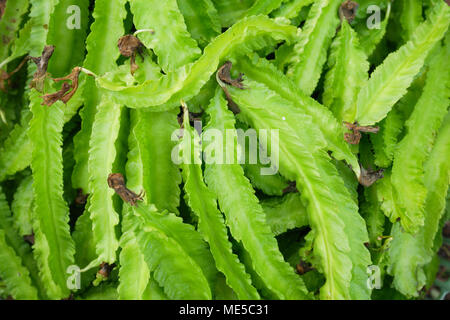 Freshness Psophocarpus tetragonolobus Stock Photo