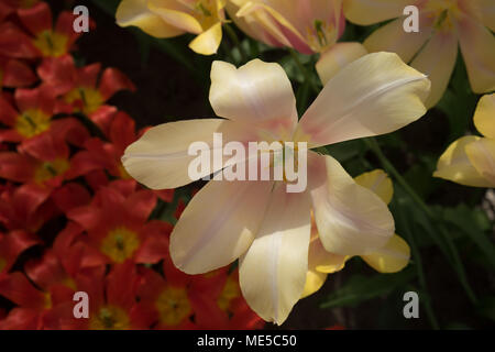 Cream tulip flowers in a garden in Lisse, Netherlands, Europe  on a bright summer day Stock Photo