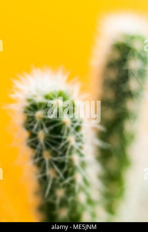 Defocused shot of green cactus on trendy punchy pastel yellow background. Stock Photo