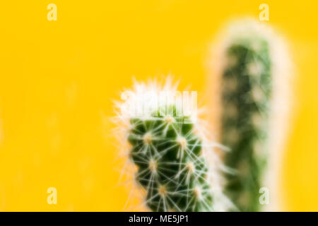 Shot with soft focus of green cactus on trendy punchy pastel yellow background. Stock Photo