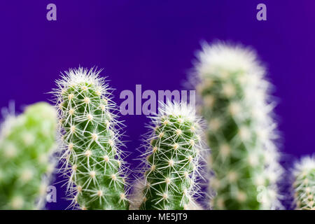 Green cactus stems with beautiful pattern of white thorns on trendy violet background. Stock Photo