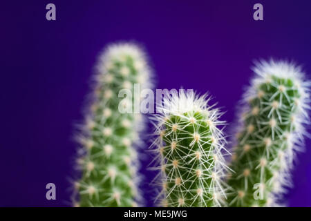 Close-up three green cactus stems with pattern of white thorns on trendy violet background. Stock Photo