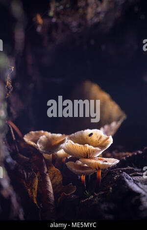 Mushrooms in a chestnut forest. Stock Photo
