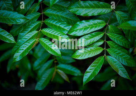fresh green leaf on black background Stock Photo