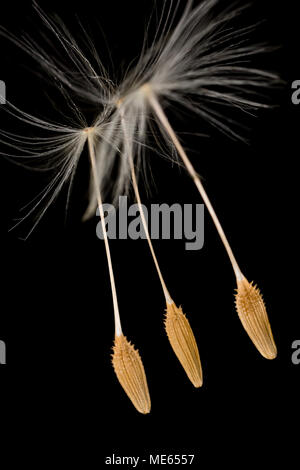 Three dandelion seeds, Taraxacum officinale, from a dandelion seed head found in north Dorset England UK. On a black background Stock Photo
