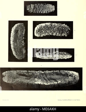 . Die holothurien der Siboga-expedition . Stock Photo