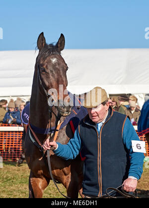 Horse and handler together at a point-to-point event Stock Photo