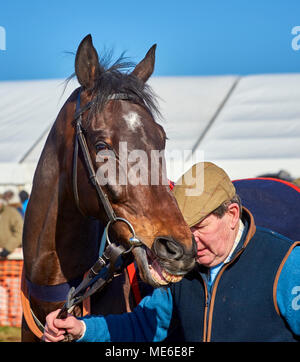 Horse and handler together at a point-to-point event Stock Photo