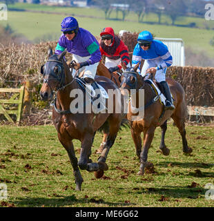 Three horses and riders at full gallop during a point-to-point event Stock Photo