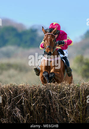 Horse and rider jumping a fence during a point-to-point event Stock Photo