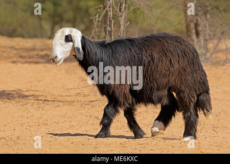 Arabian Nadji - domestic sheep breed of the Najd region of the Arabian Peninsula Stock Photo