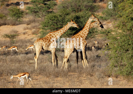 Giraffes (Giraffa camelopardalis) and springbok antelopes, Kalahari desert, South Africa Stock Photo