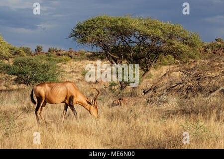 Red hartebeest (Alcelaphus buselaphus) in a natural habitat, Mokala National Park, South Africa Stock Photo