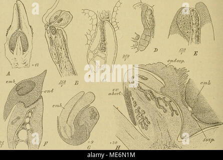 . Die Natürlichen Pflanzenfamilien : nebst ihren Gattungen und wichtigeren Arten, insbesondere den Nutzpflanzen . -,.; (-':c: i^-^ Fig. 55. Avicennia officinalis L. A axiler Längsschnitt des Frkn.; D axiler Längsschnitt durch den Embryosack nach der Befruchtung; C dasselbe in einem späteren Stadium; D E. nach den ersten Zellteilungen; E Gipfel der Sa. nach der Befruchtung in axilem Längsschnitt; F Sa., Näbrgewebe und E. im Längsschnitt; 6 dasselbe, späteres Stadium; H axiler Längsschnitt durch die Placenta, die Sa., das Nährgewebe, den Emhryoträger und denE., links eine abortierte Sa. (Nach T Stock Photo