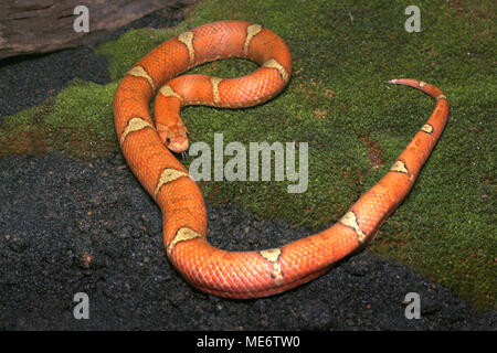 Malayan Brown Kukri Snake Stock Photo
