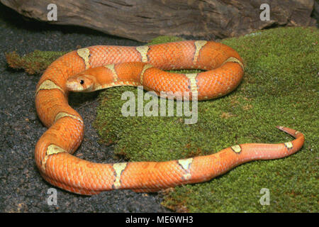 Malayan Brown Kukri Snake Stock Photo