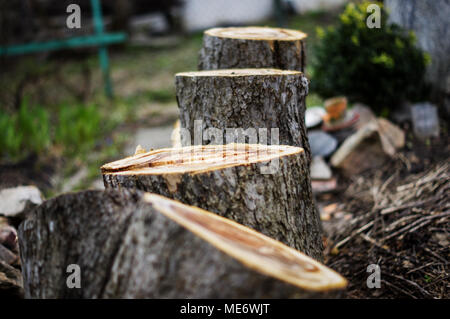 saw cut tree. For your commercial and editorial use. Stock Photo