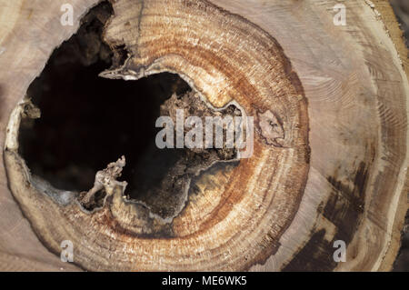 saw cut tree . For your commercial and editorial use Stock Photo