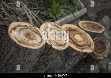 stumps. For your commercial and editorial use Stock Photo