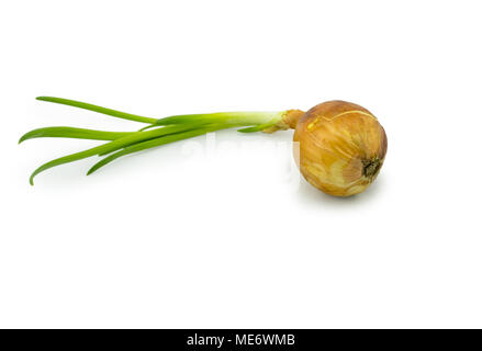 Sprouting onions isolated on white background. For your commercial and editorial use. Stock Photo