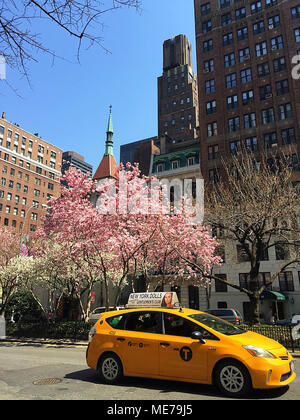 Park Avenue in Springtime has Magnolia Trees on Murray Hill in full bloom, NYC, USA Stock Photo