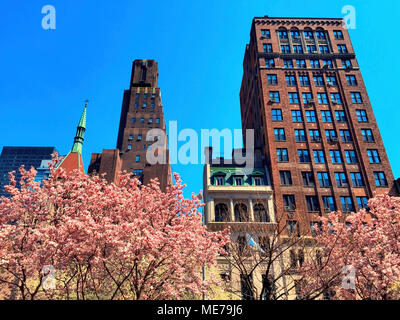 Park Avenue in Springtime has Magnolia Trees on Murray Hill in full bloom, NYC, USA Stock Photo