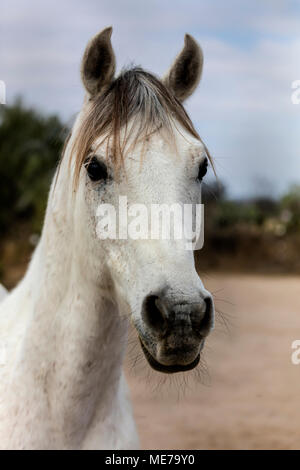 A LUSITANO horse at the Granja Las Animas Ranch - San MIguel de Allende Mexico Stock Photo