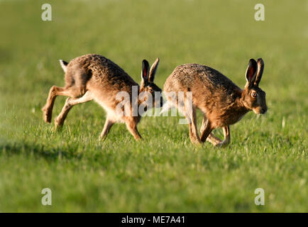 Pair of Brown Hares (Lepus europaeus) running in the evening sunlight, Cotswolds Gloucestershire Stock Photo