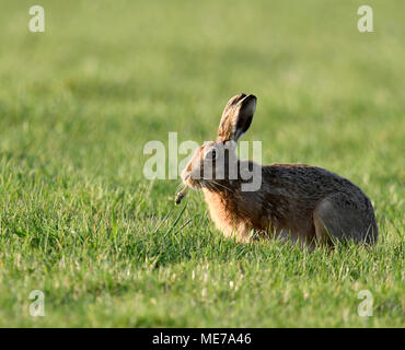 Brown Hare (Lepus europaeus)  eating a Dandylion, Gloucestershire Stock Photo