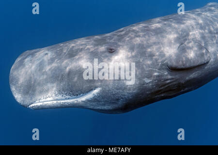 Pottwal (Physeter macrocepahalus), Pico, Azoren, Portugal | Sperm Whale (Physeter macrocephalus) in blue water, Pico Island, Azores, Portugal Stock Photo