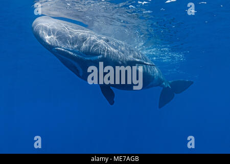 Pottwal (Physeter macrocepahalus), Pico, Azoren, Portugal | Sperm Whale (Physeter macrocephalus) in blue water, Pico Island, Azores, Portugal Stock Photo
