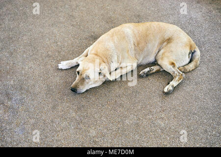 Thai light brown dog lie down on the street for sleeping and glance at camera Stock Photo