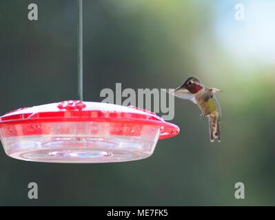 Male Anna's Hummingbird Landing on a Feeder Stock Photo