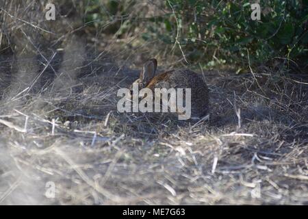 Rabbit in the Brush Stock Photo