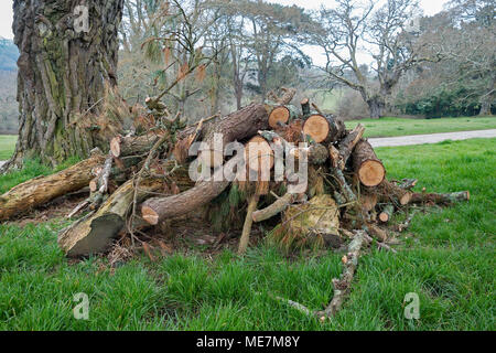 wildlife habitat pile, wildlife habitat management, wildlife log pile, Stock Photo