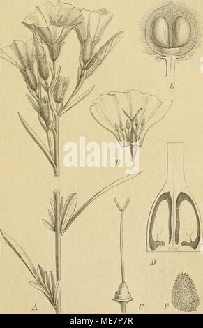 . Die NatÃ¼rlichen Pflanzenfamilien : nebst ihren Gattungen und wichtigeren Arten, insbesondere den Nutzpflanzen . Fig. 16. Ã, B Convolvulus oleifolhis Desr. A blÃ¼hender Zweig; B auf- gebchlitzte Bl. â C GynÃ¤cenm von C. Scammonia L. â DâF C. tricolor L., Il Frkn. im LÃ¤ngsschnitt; E Fr. ebenso; J^ reifer S. (A, B, D Ori- ginal; C nach Baillon; E, F nach Eeichenhach.j 36. Convolvulus L. (incl. Rhodorrhiza Webb). Kelchb. meist gleichlang. Blkr- iFig. 16 A, B) glockig, mit Ã¶eckigem Saum. Stb. nahe dem Grunde derselben NatÃ¼rl. Pflanzenfam. IV. 3a. 3 Stock Photo