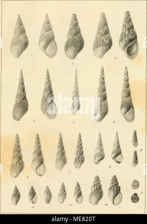 . Die Land und Susswasser Mollusken von Java . Stock Photo