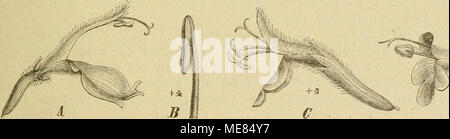 . Die NatÃ¼rlichen Pflanzenfamilien : nebst ihren Gattungen und wichtigeren Arten, insbesondere den Nutzpflanzen . Fig. 94. A Bl. von Monarda fistulosa L. â B Stb. von M. fistulosa L. â C Bl. von Blephilia ciliata Raf. â I) Bl. von Zisiphora clinopodioides Marsch.-Bieb. (Original.) Columbien; vielfach in mehreren VarietÃ¤ten cultivierte Art. â B. B. fast sitzend; Kelch- zÃ¤hne locker oder nach der Anthese sternfÃ¶rmig ausgebreitet. M. Bradburiana Beck., dÃ¼nn behaart oder kahl, mit aus breiter Basis eifÃ¶rmigen oder eilauzettlichen B., behaarter, am SchlÃ¼nde etwas contrahierter KelchrÃ¶hre un Stock Photo