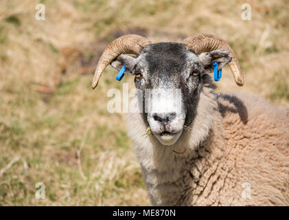 West Linton, Scottish Borders, Scotland, United Kingdom, April 21st 2018.   Spring sunshine in the countryside; close up of face of a Scottish blackface sheep with horns and blue ear tags. Stock Photo