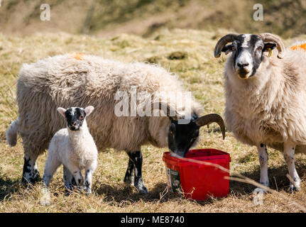 West Linton, Scottish Borders, Scotland, United Kingdom, April 21st 2018.  Spring sunshine in the countryside, with Scottish blackface ewes and a newborn lamb in a field. The sheep is licking from a high energy mineral food tub Stock Photo